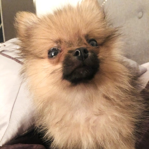 Meet your Posher - Picture 1 of 1